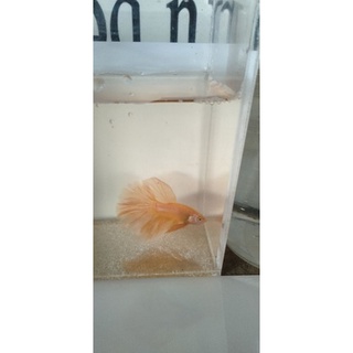 Betta Fancy Haftmoon