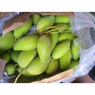 Xoài chua sỉ 10kg
