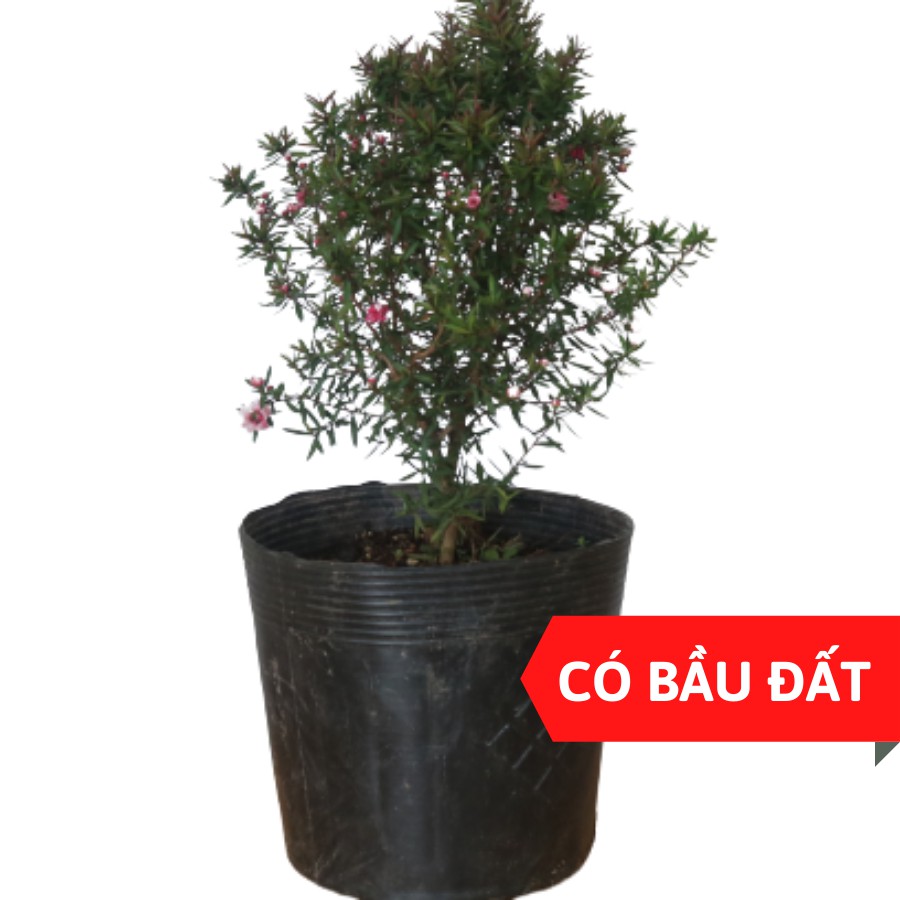 Cây tùng tuyết mai có hoa màu đỏ, hồng, trắng, cây hoa trồng lâu năm dễ chăm sóc, cây có hoa đẹp, ra hoa vào dịp tết