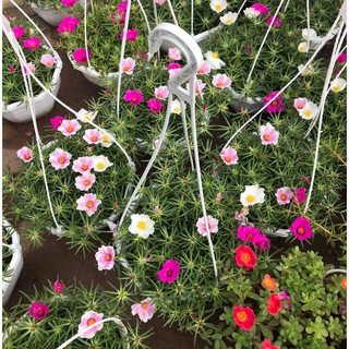 Cây hoa Mười giờ Mỹ chậu treo hoa to nhiều màu