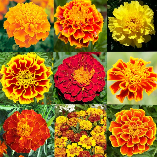 Hạt giống cúc vạn thọ Pháp, các loại màu, 20 hạt 🎈 dễ nảy mầm 🌼 lớn nhanh, hoa đẹp 🌼