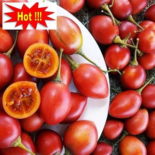 Hạt Giống Cà Chua Thân Gỗ - 10 Hạt