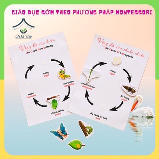 [Học liệu Montessori] Học liệu bóc dán phát triển tư duy - Học liệu vòng đời