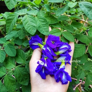 Cây hoa đậu biếc lớn, khỏe mạnh, siêng hoa- Bác Hai Garden