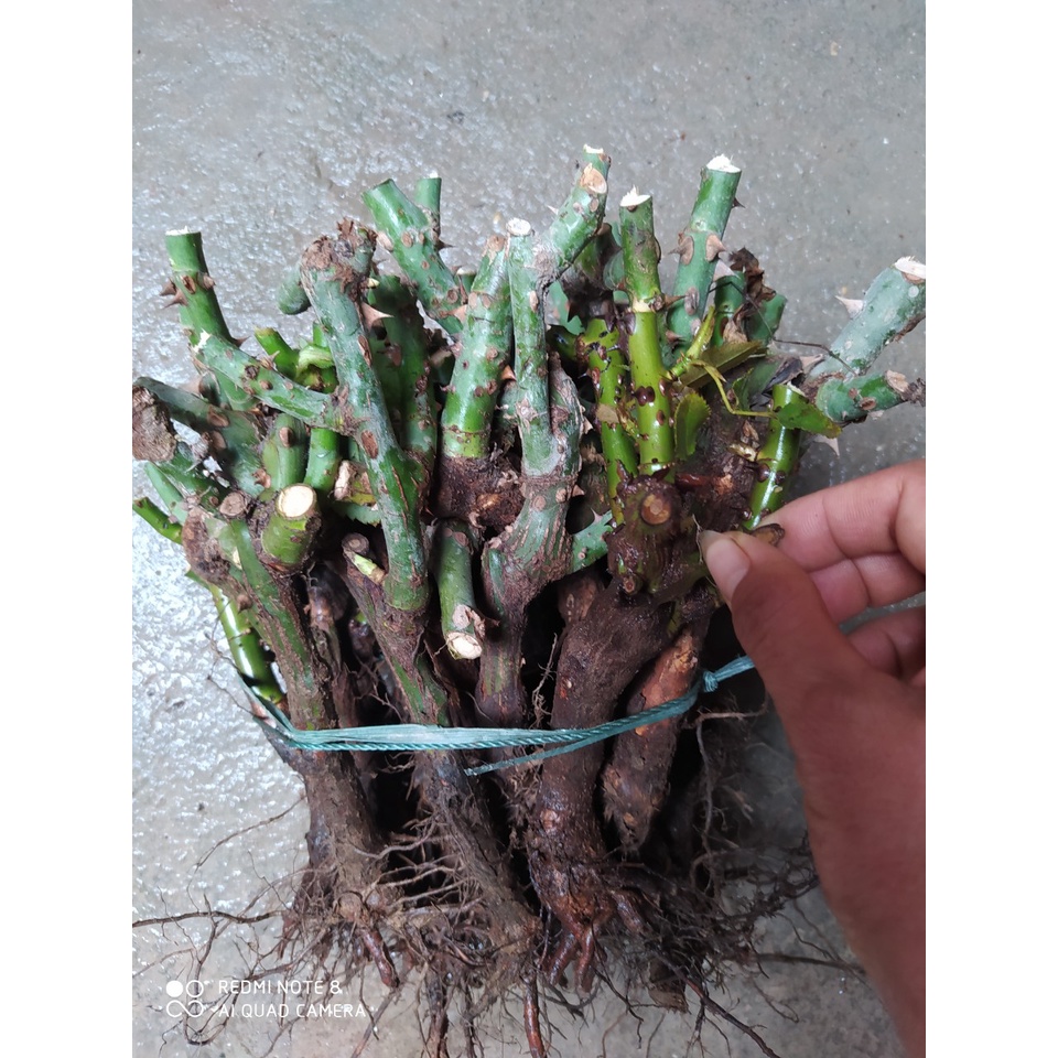 Gốc hoa hồng ngoại rễ trần - Mua 10 tặng kích rễ khi theo dõi shop