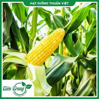 Hạt giống bắp ngọt - bắp tím ngọt tn