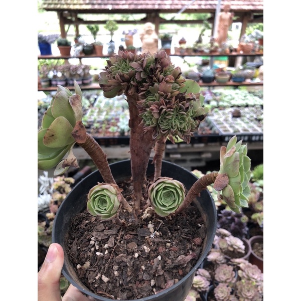 Sen Đá Aeonium Tím Cress Size Chậu 10cm Hư 1 đổi 1