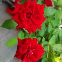 tnttnt22552255