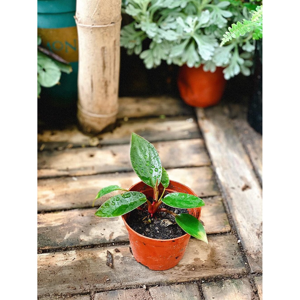 Cây giống Philodendron Red King (Hồng Đế) chậu nhựa