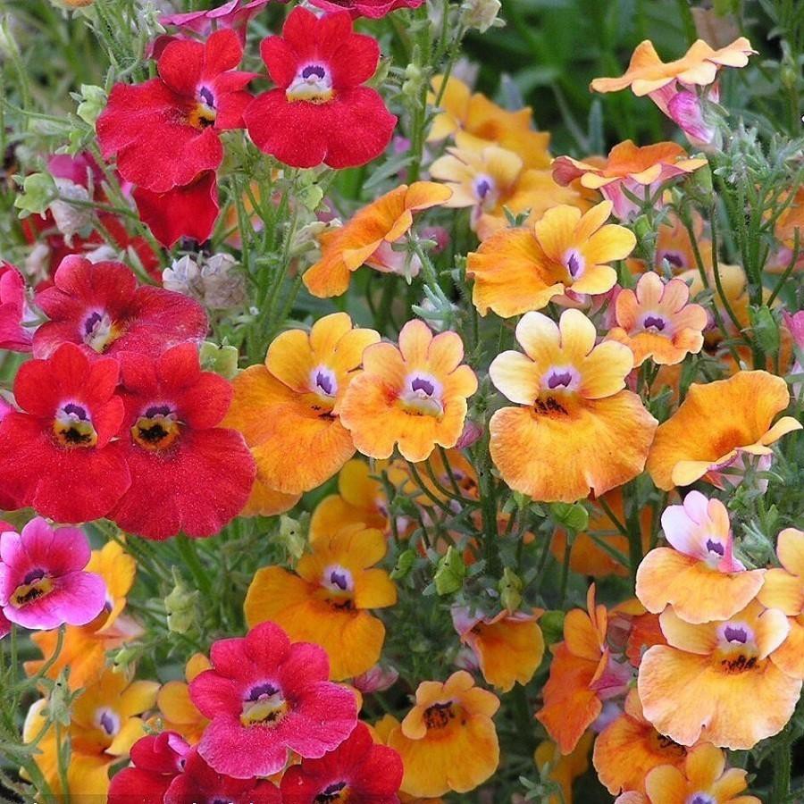 Hạt giống hoa Cúc Nemesia Mix 100 Hạt