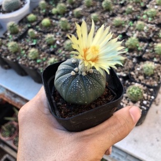 Xương rồng aster