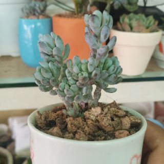 Sen đá cổ thụ mini (sỏi baby)