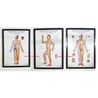 Bộ tranh châm cứu 3 tờ kích thước mỗi tranh 50cm x 70cm- Sinh động- trực quan- In bởi nhà xuất bản Y Học