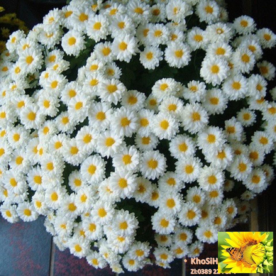 Gói 50 Hạt Giống Hoa Cúc Chi Trắng - 60cm Shasta (Chrysanthemum)