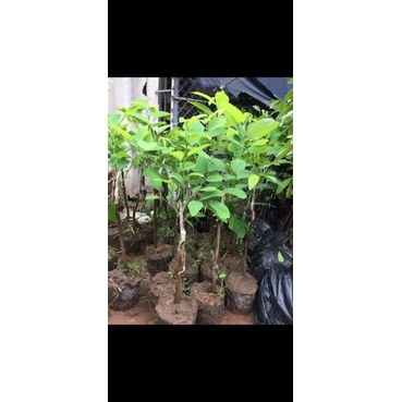 CÂY GIỐNG NA SẦU RIÊNG F1 QUẢ TO NĂNG SUẤT CAO