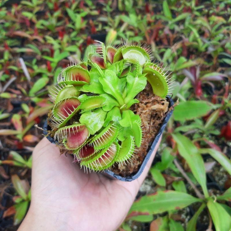 Cây bẫy kẹp, cây bắt mồi, cây bắt ruồi venus flytrap