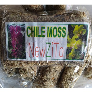 Dớn Chile trắng giữ ẩm cho lan, Giá thể trồng lan