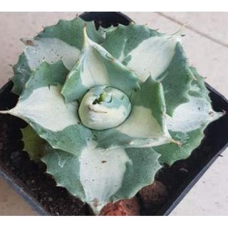 Dứa agave var sọc