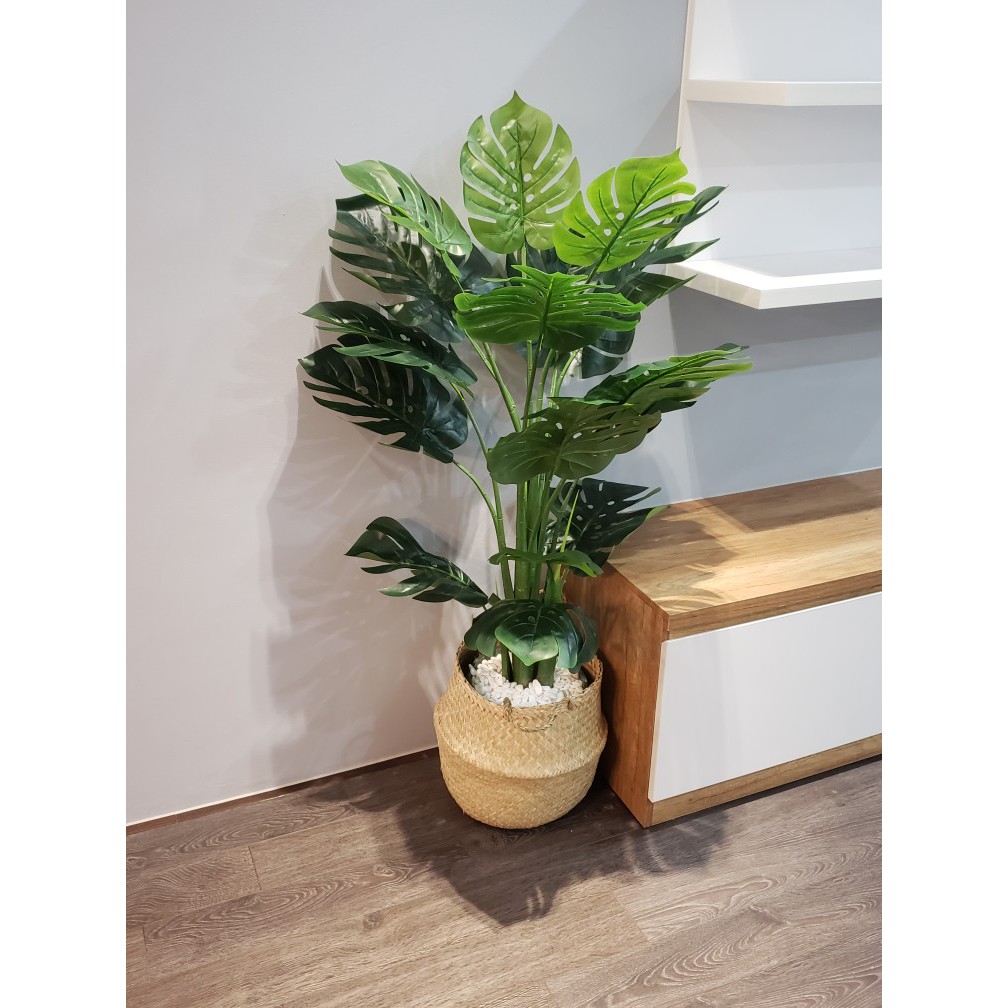 Cây Lá Rùa cao 1m4 - Cây cảnh giả trang trí nhà cửa, decor nội thất- kèm chậu, giỏ cói - Ảnh thật