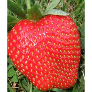 100 Hạt giống dâu tây khổng lồ chịu nhiệt