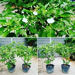 Lài tây lớn ( cây ngọc bút )