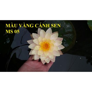 [RẺ VÔ ĐỊCH] Combo 4 củ Hoa Súng Thái Lan mix màu CB1