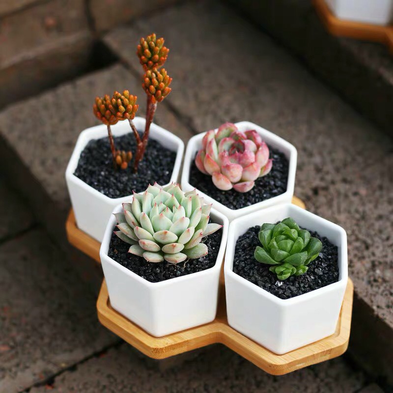 Set chậu sứ trắng để bàn [Tặng kèm khay gỗ]