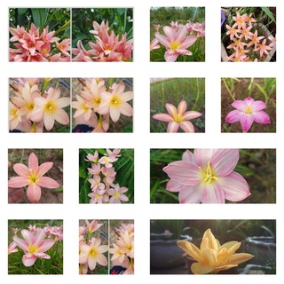 củ Hoa Huệ mưa màu hồng, trắng, nhiều màu