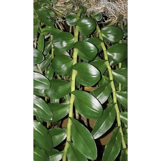 Hoa Lan Giả Hạc Mít Tam Nguyên