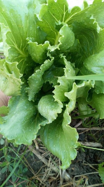 Hạt giống xà lách cos xanh giòn