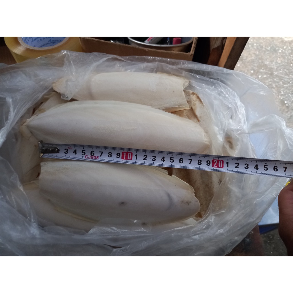 Nan mực cho chim yến phung,manh manh chim cảnh