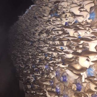 5 phôi nấm bào ngư xám 30 ngày có nấm.