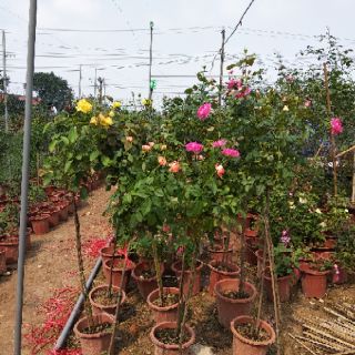 2 cây hoa hồng tree thân gỗ