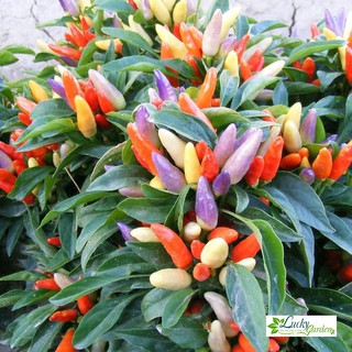 30 Hạt giống Ớt chỉ thiên Ngũ sắc (tặng gói Kích nẩy mầm và Hướng dẫn) XTRA