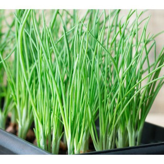 Hạt giống hành hương xanh 5gram