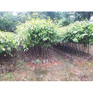 Cây gỗ sao đen giống