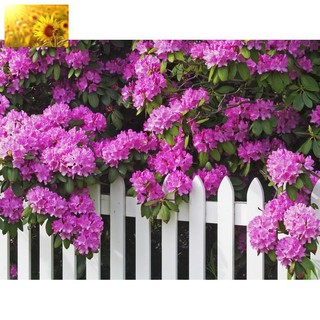 Hạt Giống Hoa Bằng Lăng Tím (25-35 Hạt) - MUA 3 TẶNG 1 CÙNG LOẠI