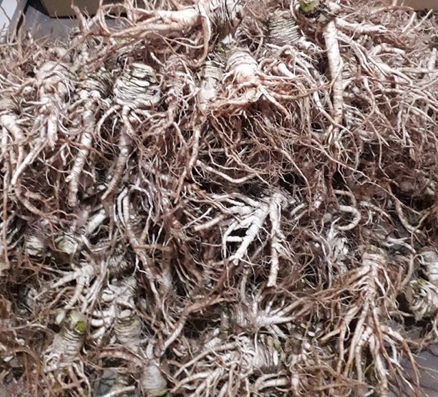 500g sâm đương quy khô nguyên củ hàng chọn | BigBuy360 - bigbuy360.vn