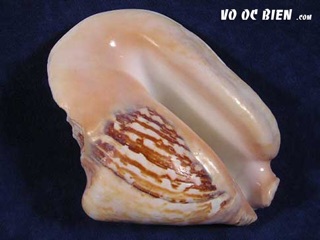 Ốc bẹ tròn