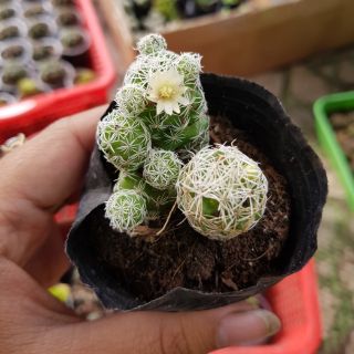Xương rồng trứng chim cút