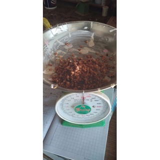bần ổi ( hạt giống) 30g/30k