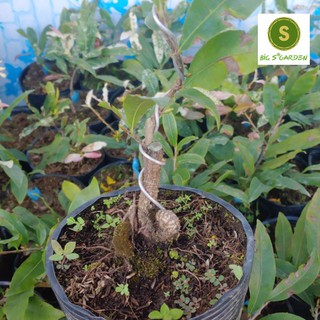 Cây Mai Vàng Đột Biến Đủ Loại