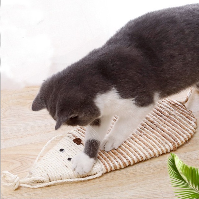 CÀO MÓNG CHO MÈO HÌNH CÁ