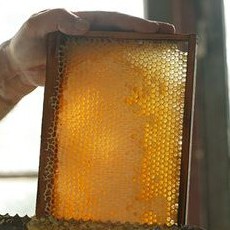 MẬT ONG NGUYÊN CHẤT Nội Địa 700g - Thế Hồng Honey