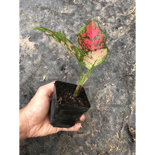 Mầm cây vạn Lộc