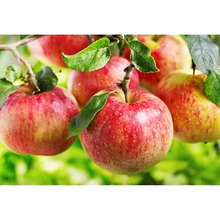CÂY GIỐNG TÁO ĐỎ RUỘT ĐỎ