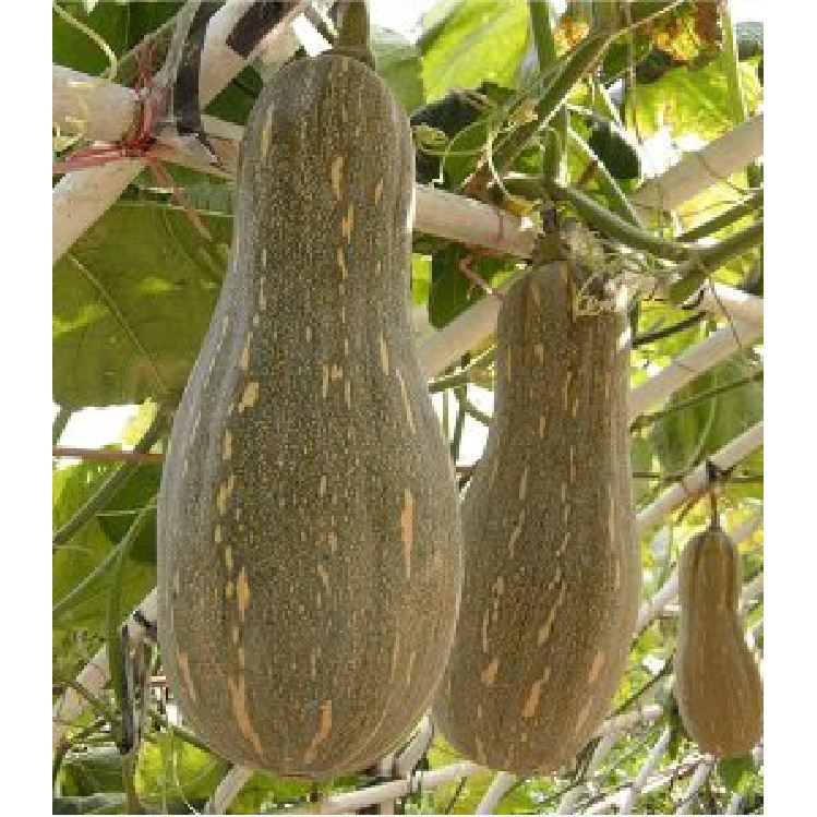 Hạt giống Bí Mật ( Bí Đỏ ) - 1 gói 10 hạt