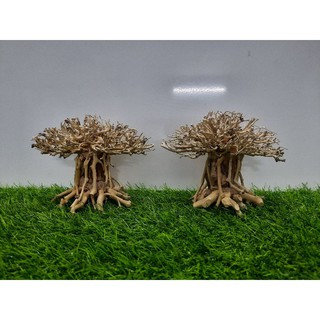 Lũa nấm bonsai cấy rêu hồ cá ( Ngan 15cm cao 10cm )
