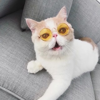 KÍNH MẮT CHO MÈO CƯNG