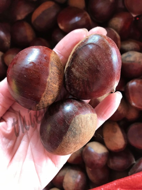 Hạt dẻ tươi khứa vỏ luộc sẵn | BigBuy360 - bigbuy360.vn